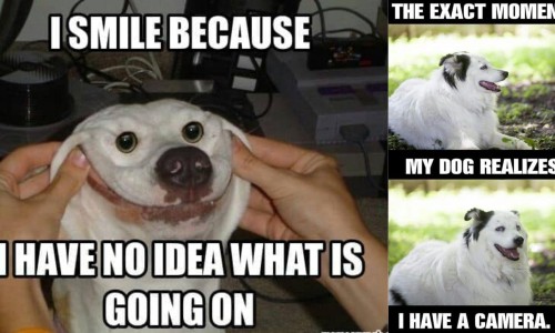 蜜升麻和升麻有什么区别-蜜升麻的功效与作用及禁忌网 | 蜜升麻和升麻有什么区别,密升麻的功效