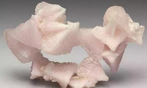 蜜升麻与升麻的区别-蜜升麻的功效与作用及禁忌网 | 蜜升麻和升麻有什么区别,密升麻的功效