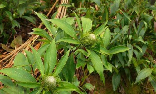 蜜升麻的功效与作用及禁忌网 | 蜜升麻和升麻有什么区别,密升麻的功效